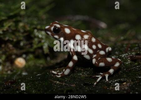 Maranon Giftfrosch (Exidobates mysteriosus) aus Brasilien gefangen. Stockfoto