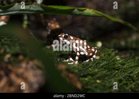 Maranon Giftfrosch (Exidobates mysteriosus), gefangen, aus Brasilien. Stockfoto