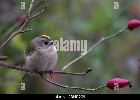 Goldwappen (Regulus regulus) thront, Niedersachsen, Deutschland. Stockfoto