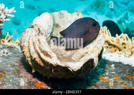 Dreipunktsamendassel (Dascyllus trimaculatus) versucht eine leere Muschel für Nistplatz. Ägypten, Rotes Meer. Stockfoto