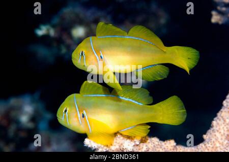 Zitronenkoralgoby (Gobiodon citrinus) Paar auf Korallenbarsch. Ägypten, Rotes Meer. Stockfoto