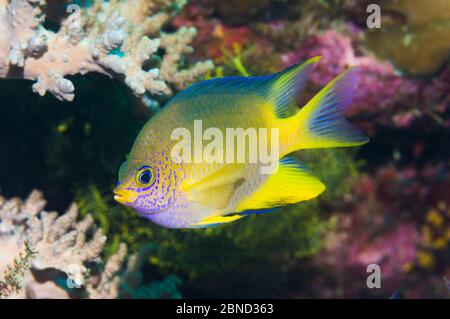 Goldener Riffbarsch (Amblyglyphidodon Aureus).  Andamanensee, Thailand. Stockfoto