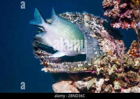 Weißbauch-Bäuchlein (Amblyglyphidodon leucogaster), das seine Eier auf einer Auster pfeifend. Ägypten, Rotes Meer. Stockfoto