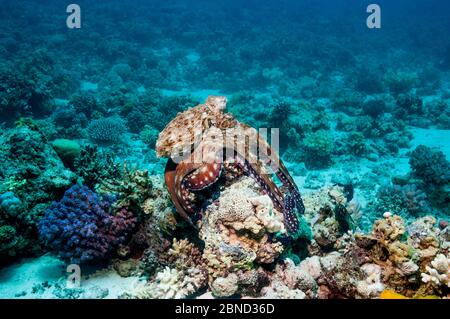 Gewöhnlicher Tageskraken (Octopus cyanea) auf der Jagd über Korallenriff. Ägypten, Rotes Meer. Stockfoto