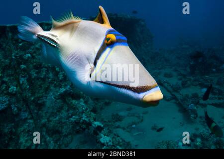 Arabischer Picassofisch (Rhinecanthus assasi). Ägypten, Rotes Meer. Stockfoto