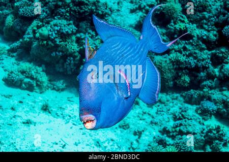 Blauer Drückerfisch (Pseudobalistes fuscus). Ägypten, Rotes Meer. Indo-Pazifik. Stockfoto