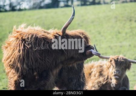 Highland Kuh mit herausgestreckter Zunge Stockfoto