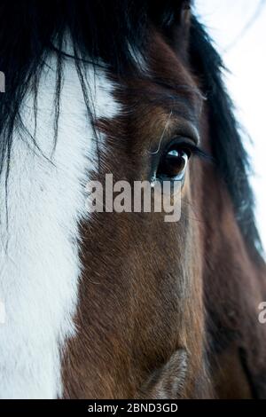 Halbportrait des Pferdekopfes Stockfoto