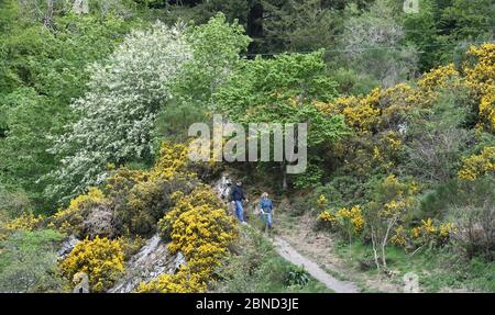 Peebles Scottish Borders, Großbritannien .14. Mai 20 . Coronavirus Covid-19 Pandemie Alltag während der Sperrung. Wanderer auf dem Weg zum Hay Lodge Park, vorbei an den leuchtend gelben Glätterbüschen, die mit nadelartigen Blättern bedeckt sind.Quelle: eric mccowat/Alamy Live News Stockfoto