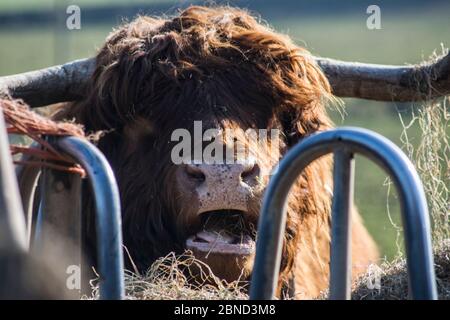 Highland Kuh Stier essen aus einem Trog Stockfoto