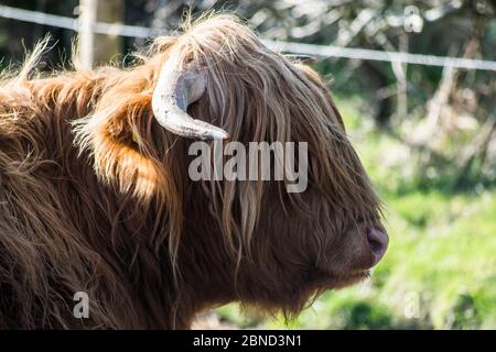 Zerzauste Hochlandkuh Stockfoto