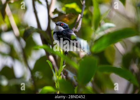 Braunkehlige Watteauge (Platysteira cyanea) Männchen. Tana Mtsili, Lake Tana Biosphere Reserve, Äthiopien. Stockfoto