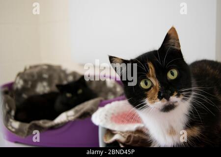 Zwei Rettungskatzen in Tierbetten Stockfoto