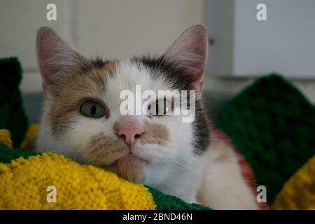 Entspannte Hausrettungs-Katze Stockfoto