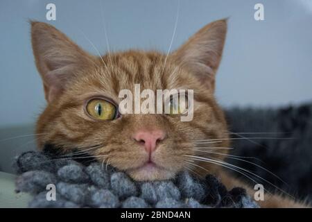 Porträt einer Ingwer-Rettungskatze Stockfoto