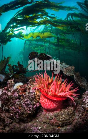 Erdbeeranemone (Utricina lofotensis) wächst unter dem Bullenkelp-Wald (Nereocystis luetkeana). Browning Pass, Port Hardy, Vancouver Island, Großbritannien Stockfoto