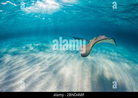 Südliche Stachelrochen (Hypanus americanus), die im späten Nachmittag über Sandwellen auf der Sandbank schwimmen. Grand Cayman, Cayman-Inseln. Karibik. Stockfoto