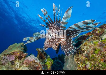 Große männliche Löwenfische (Pterois volitans) bewegen sich über das Riff. East End, Grand Cayman, Cayman-Inseln, Karibik. Invasive Arten. Stockfoto