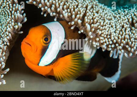 Saddleback Anemonefish (Amphiprion polymnus) in Anemone-Haus, Anilao, Batangas, Luzon, Philippinen. Verde Island Passagen, Tropischer West Pazifik Stockfoto