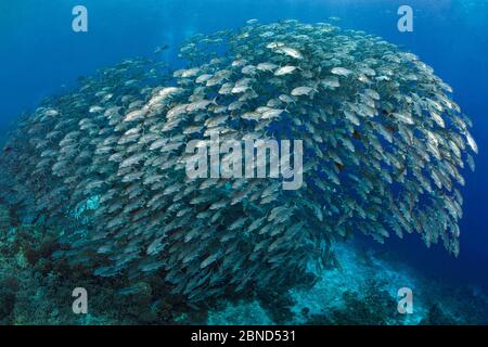 Riesige Schule von Bigeye trevally (Caranx sexfasciatus) schwimmend über einem Korallenriff. Süd-Atoll, Tubbataha-Atolle, Tubbataha Reefs Natural Park, Palawan, Stockfoto