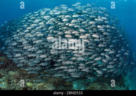 Riesige Schule von Bigeye trevally (Caranx sexfasciatus) schwimmend über einem Korallenriff. Süd-Atoll, Tubbataha-Atolle, Tubbataha Reefs Natural Park, Palawan, Stockfoto