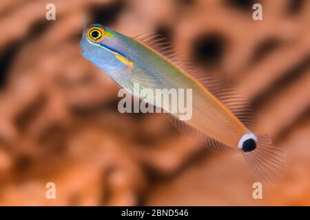 Porträt des Tailspot-Blennys (Ezenius stigmatura) vor einem Seemann auf einem Korallenriff. Whale Rock, Fiabacet Inseln, Misool, Raja Ampat, West Papua, I Stockfoto