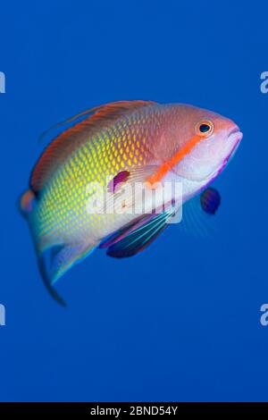 Scalefin anthias (Pseudanthias squamipinnis) Männchen, das im offenen Wasser über einem Korallenriff schwimmt. Ras Katy Sharm El Skeikh, Sinai, Ägypten. Golf von Aqaba, R Stockfoto