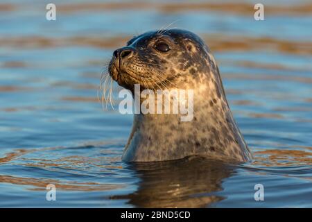 Porträt der Robbe (Phoca vitulina) an der Oberfläche, Brancaster Beach, North Norfolk, England, Großbritannien, Dezember. Stockfoto