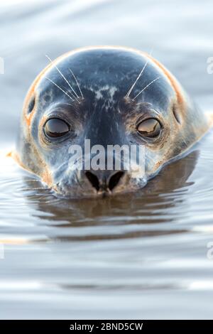 Porträt der Robbe (Phoca vitulina) an der Oberfläche, Brancaster Beach, North Norfolk, England, Großbritannien, Dezember. Stockfoto