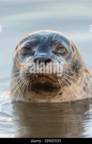 Porträt der Robbe (Phoca vitulina) an der Oberfläche, Brancaster Beach, North Norfolk, England, Großbritannien, Dezember. Stockfoto