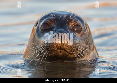 Porträt der Robbe (Phoca vitulina) an der Oberfläche, Brancaster Beach, North Norfolk, England, Großbritannien, Dezember. Stockfoto