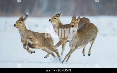 Sika Hirsch (Cervus nippon) drei Weibchen laufen und spielen im Schnee. Hokkaido, Japan, März. Stockfoto