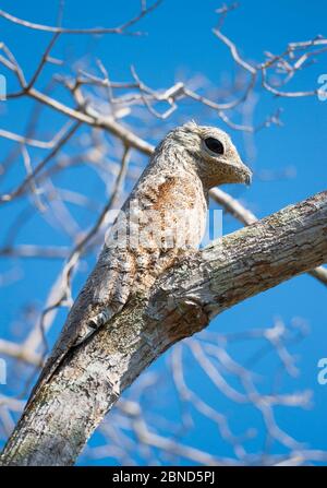 Große Potoo (Nyctibius grandis) thront, Pantanal Brasilien. Stockfoto