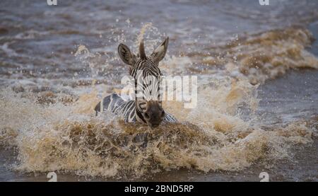 Steppenzebra (Equus quagga), die durch den Mara Fluss, Masai Mara, Kenia läuft. Stockfoto
