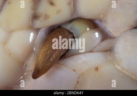Nahaufnahme des Beckensporns der Malagasy-Baumboa (Sanzinia madagascariensis) die vestibischen Überreste der Schlangenbeine. Endemisch in Madagaskar. Stockfoto