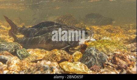 Arktische Äsche (Thymallus arcticus) Männchen und Weibchen, die sich zum Laichen vorbereiten, North Park, Colorado, USA, Juni. Stockfoto