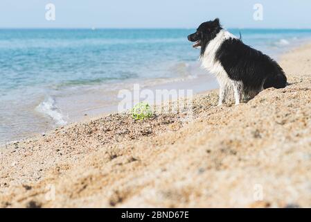 Border Collie Hund mit Ball im Mund während am Strand sitzen Stockfoto