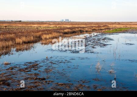 Steart Marschen grenzt an den Bristol Kanal und die Parrett Mündung. Jetzt erlaubt, auf hohe Gezeiten zu überfluten, um neue salzmarshische Lebensraum zu schaffen. Stockfoto