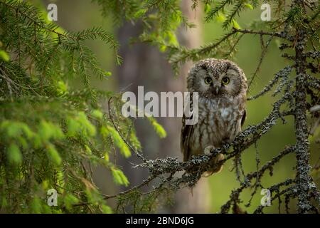 Tengmalm-Eule (Aegolius funereus) thront auf einem Zweig, Finnland Stockfoto