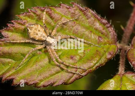 Rasen-laufende Spinne (Philodromus cespitum) Gower, South Wales, Großbritannien, Juni. Stockfoto