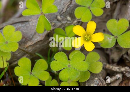 Schleichende Waldsorrel (Oxalis corniculata) blüht. Derbyshire, England, Großbritannien, September. Stockfoto