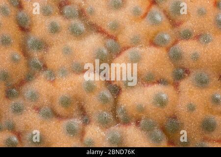Oberfläche der Steinpflanze (Lighops fulviceps) bei hoher Vergrößerung. Stockfoto