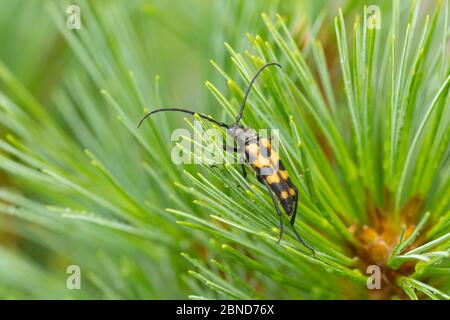 Vierbänderlonghornkäfer (Leptura quadrifasciata) Derbyshire, England, Großbritannien, September. Fokussieren eines gestapelten Bildes. Stockfoto