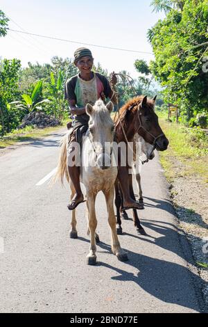 Mann in Indonesien unterwegs mit drei weißen und braunen Pferden Stockfoto