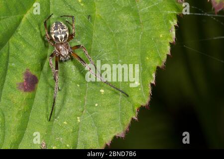 Furchen-Orb-Weaver (Larinioides cornutus) männlich, Derbyshire, England, Großbritannien. August. Stockfoto