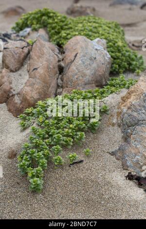 Meermilchkraut (Glux maritima) wächst auf Felsen, Norwick, Unst, Shetlands, Schottland, UK, Juni. Stockfoto