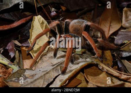 Kolumbianische Rotschenkel-Tarantula (Megaphobema robusta) gefangen, kommt in Kolumbien vor Stockfoto