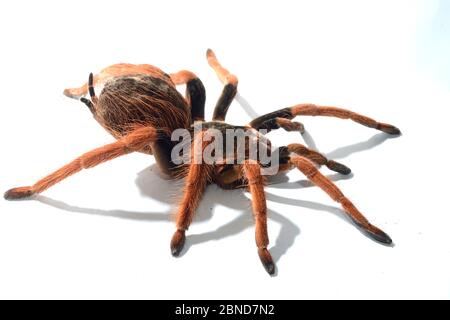 Kolumbianische Rotschenkel-Tarantula (Megaphobema robusta) auf weißem Hintergrund. Gefangen, kommt in Kolumbien vor Stockfoto