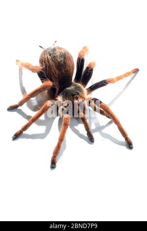 Kolumbianische Rotschenkel-Tarantula (Megaphobema robusta) auf weißem Hintergrund. Gefangen, kommt in Kolumbien vor Stockfoto