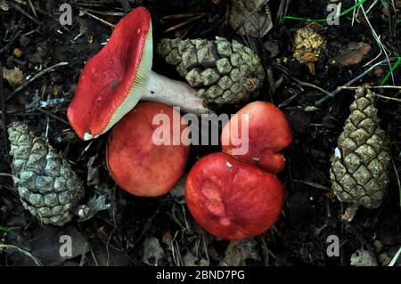 Sickener Toadstools (Russula emetica) und Scots Kiefernzapfen (Pinus sylvestris) New Forest, Hampshire, UK September. Stockfoto